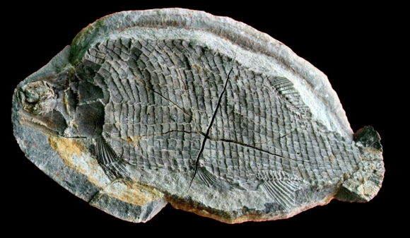 Parasemionotus labordei Priem, 1924