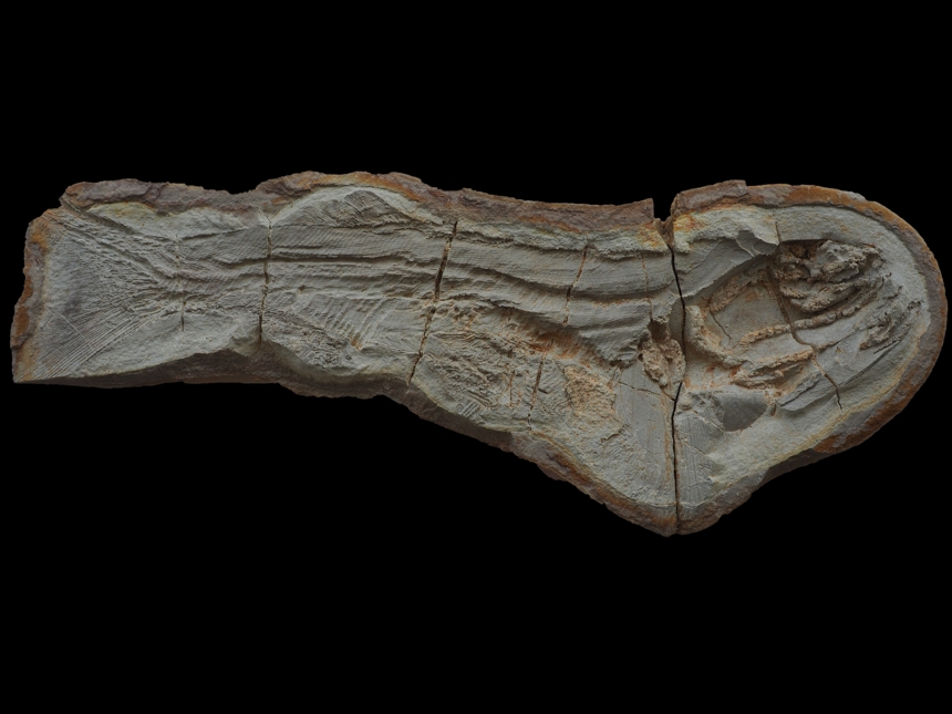 Pteronisculus macropterus White, 1933