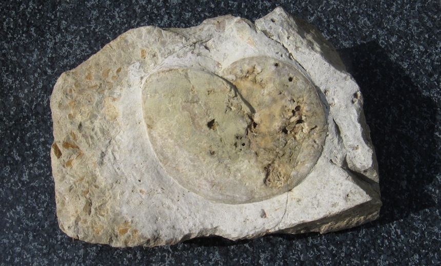 Beneckeia tenuis