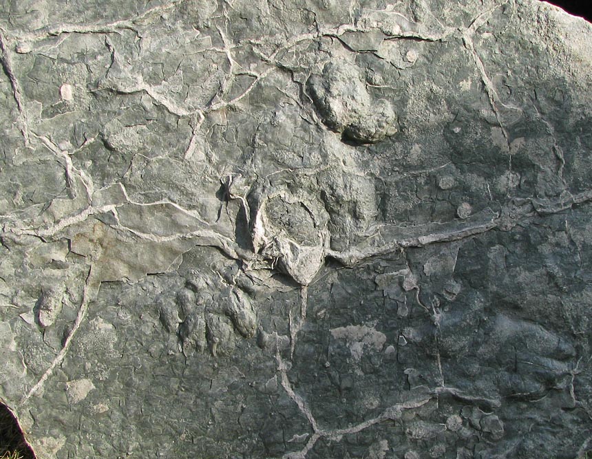 Chirotherium barthii und Synaptichnium sp.