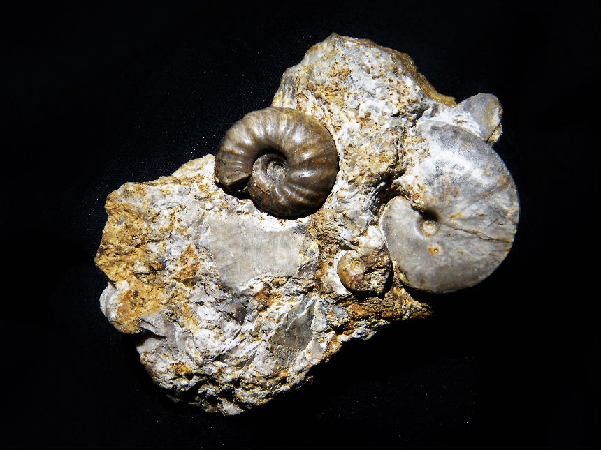 Juvenites septentrionalis & Owenites koeneni
