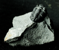 Phacops subcristatus, Unterdevon, Sibirien