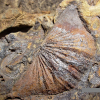 Plicostreopheodonta murchisoni