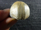 Sieberella sp.