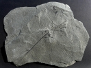 Zosterophyllum