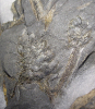 Zosterophyllum confertum