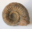 Bajocium (Ammoniten)