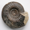 Bathonium (Ammoniten)
