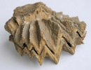 Sonstige Fossilien (Aalenium bis Callovium)
