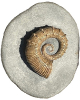 Australiceras irregular