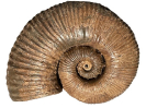 Tropaneum undata
