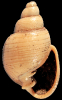 Ringicula tiedemanni Gürs, 1996