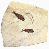Berybolcensis leptacanthus