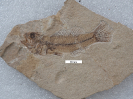 Guus microcephalus Agassiz, 1839