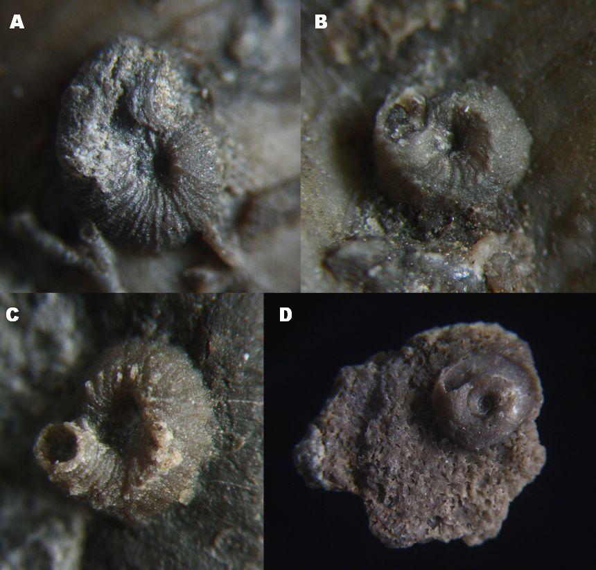 Steinkern.de Die Kleinfauna aus dem Devon der