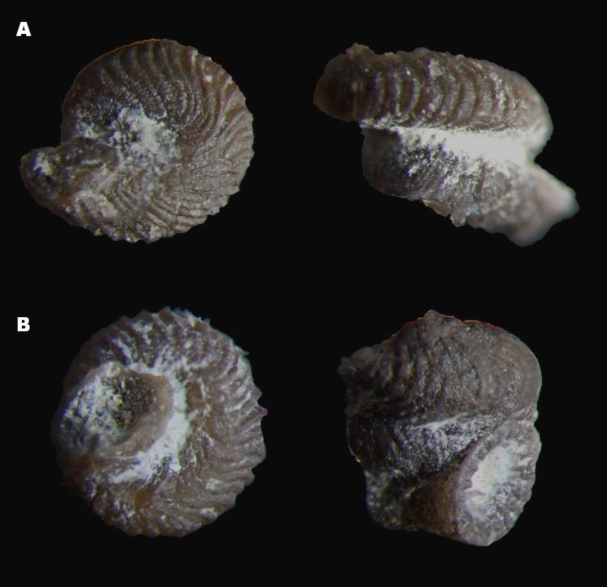 Steinkern.de Die Kleinfauna aus dem Devon der