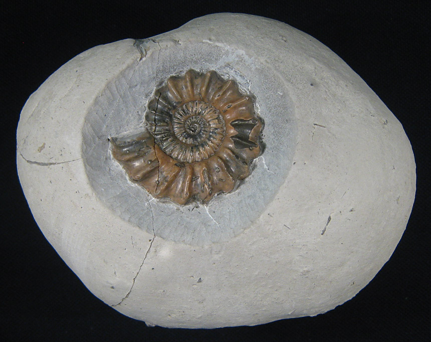 Steinkern.de Die Präparation einer Oistoceras