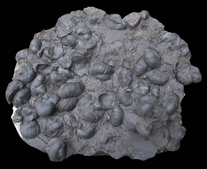 Steinkern.de - Die Fossilien-Community - Muscheln nach westfälischer