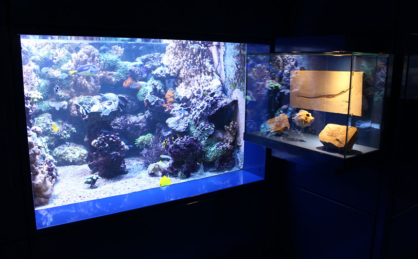 Steinkern.de - Die Fossilien-Community - Nicht nur für Fossiliensammler