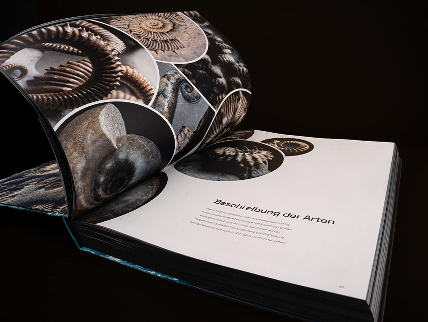 03 ammonite masterpieces