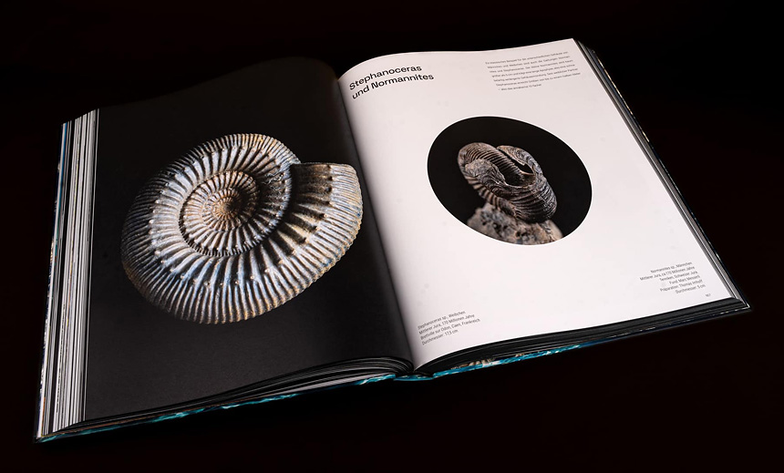 04 ammonite masterpieces