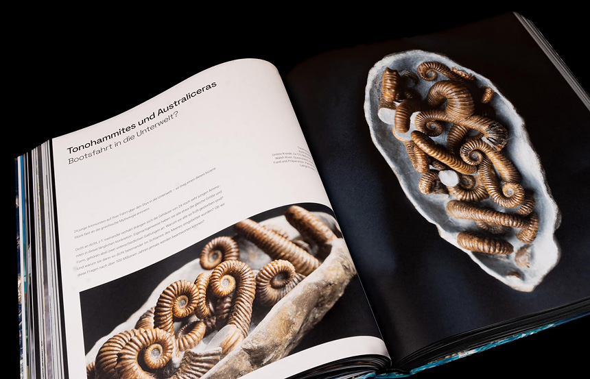 05 ammonite masterpieces
