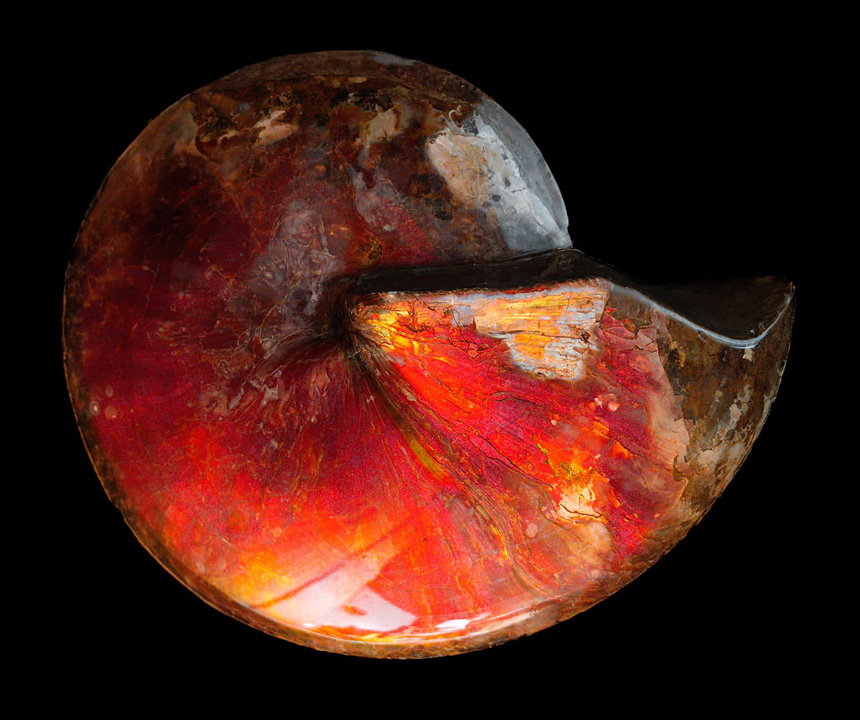 06 ammonite masterpieces