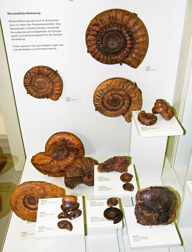 Steinkern.de - Die Fossilien-Community - Museen