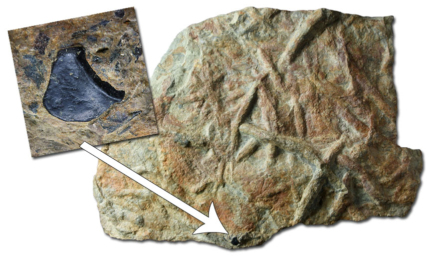 Steinkern.de - Die Fossilien-Community - Einladung zur 42. Internationalen Mineralien- und ...