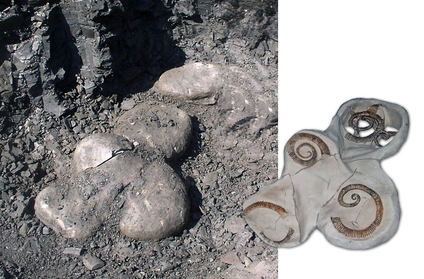 15 steinkern aegocrioceras
