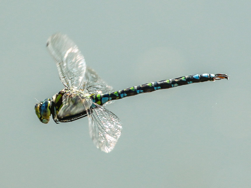 Blaugruene Mosaikjunger im Flug