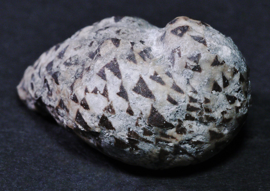 Neridomus Farbmustererhaltung