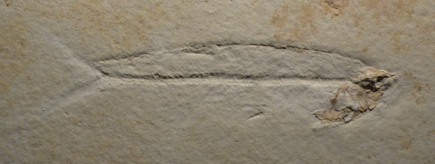 Steinkern.de Die Präparation eines Thrissops cf