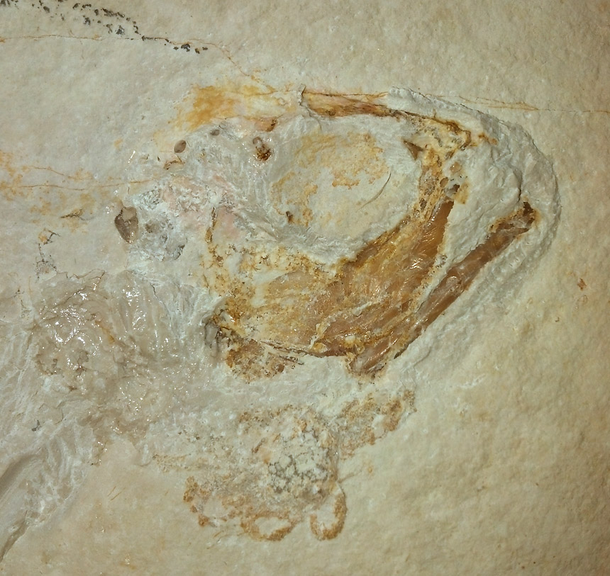 Steinkern.de Die Präparation eines Thrissops cf