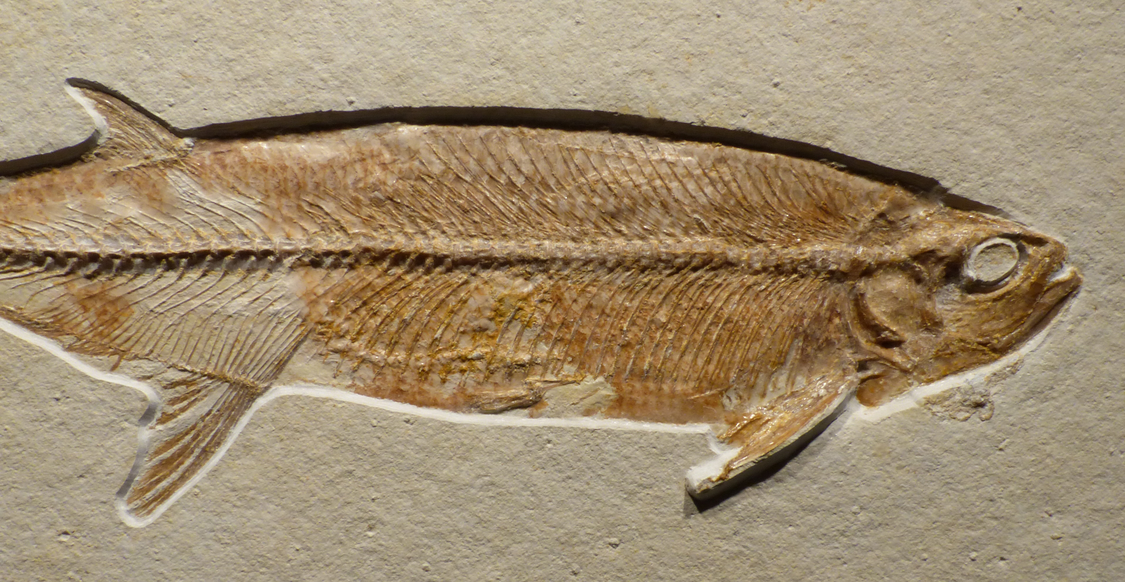 Steinkern.de Die Präparation eines Thrissops cf