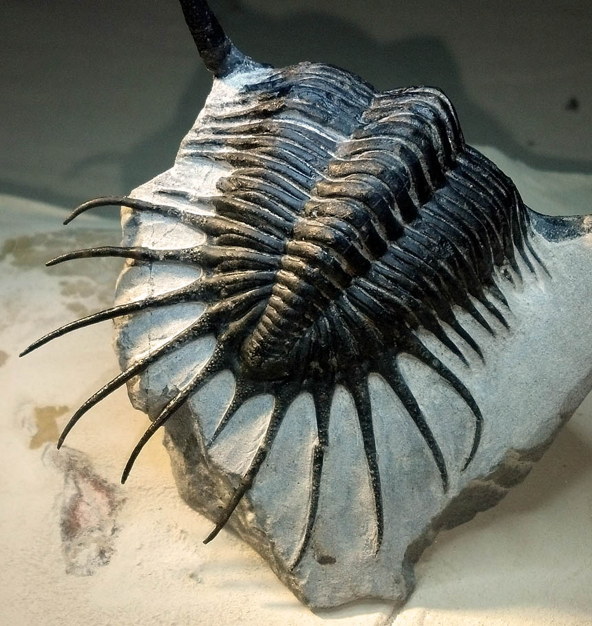 Steinkern.de - Die Fossilien-Community - Marokkanische Altpräparate