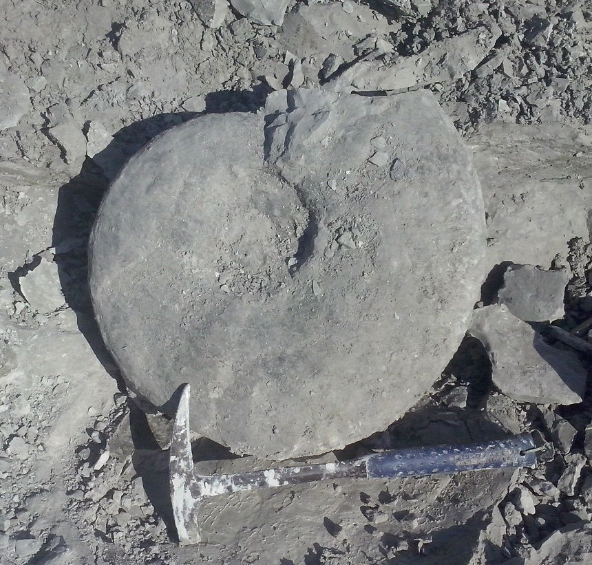 Fossilien Suchen Fossilien Suchen
