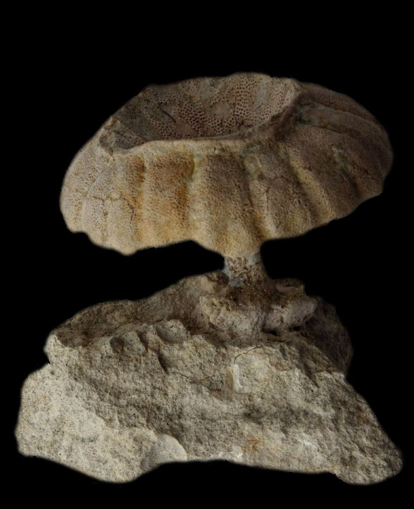 Steinkern.de - Die Fossilien-Community - Galerie - Kategorie: Raum ...