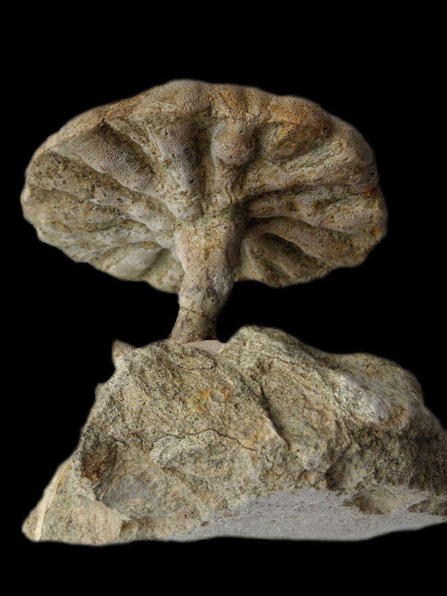 Steinkern.de - Die Fossilien-Community - Galerie - Kategorie: Raum ...