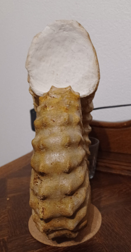 Steinkern.de Die Galerie Kategorie Cap Blanc